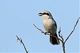 Northern Shrike